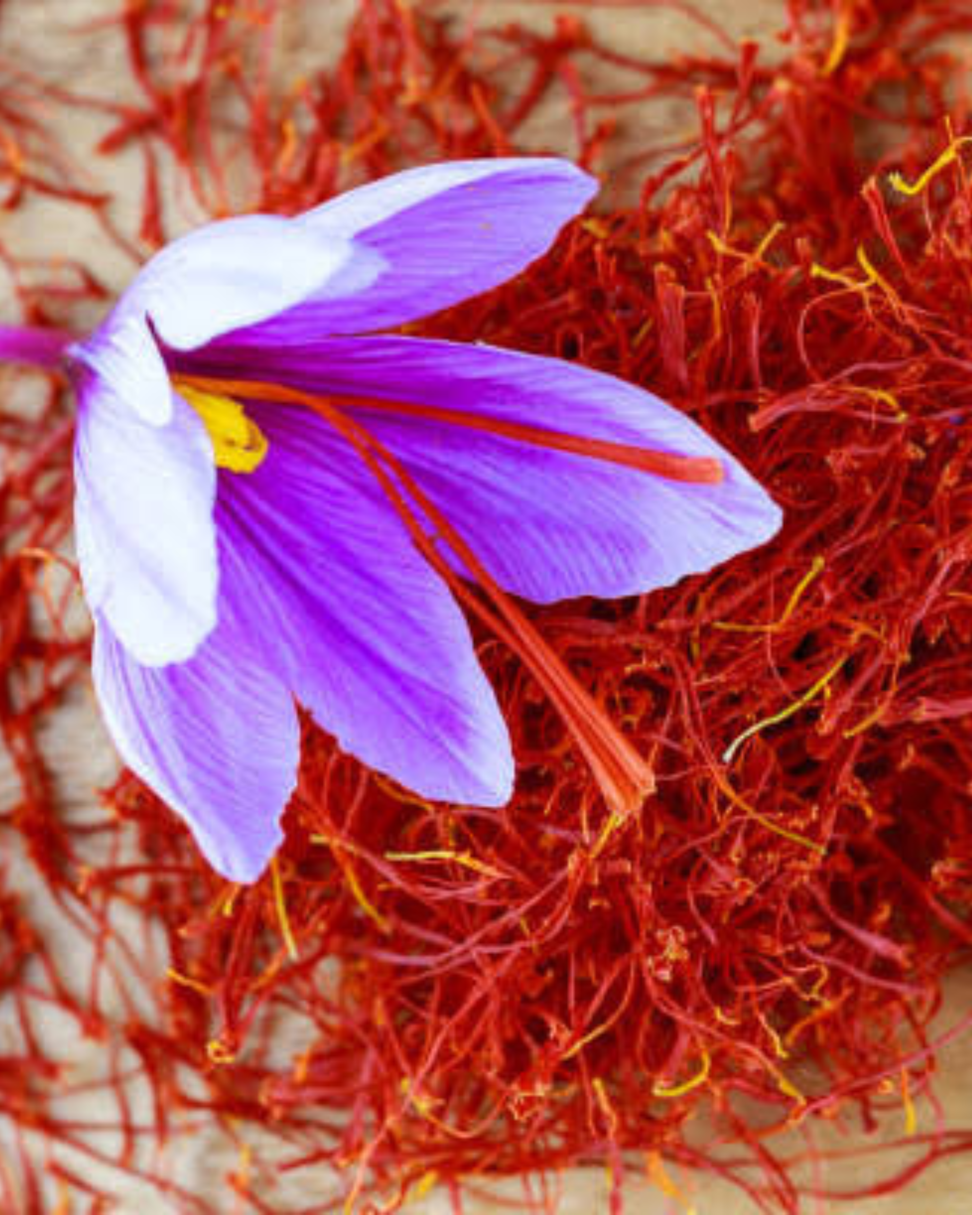 Monga Saffron(GI) - Thumbnail 4